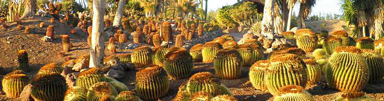 assurance complémentaire cactus