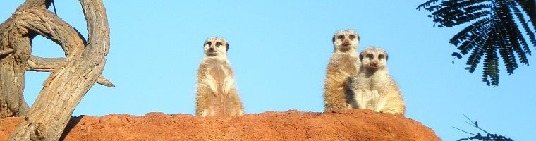 Questions sur nos offres - Suricates question voyage degriffe - suricates